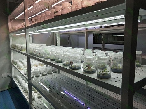 鹿寨植物组织培养实验室设计建设方案